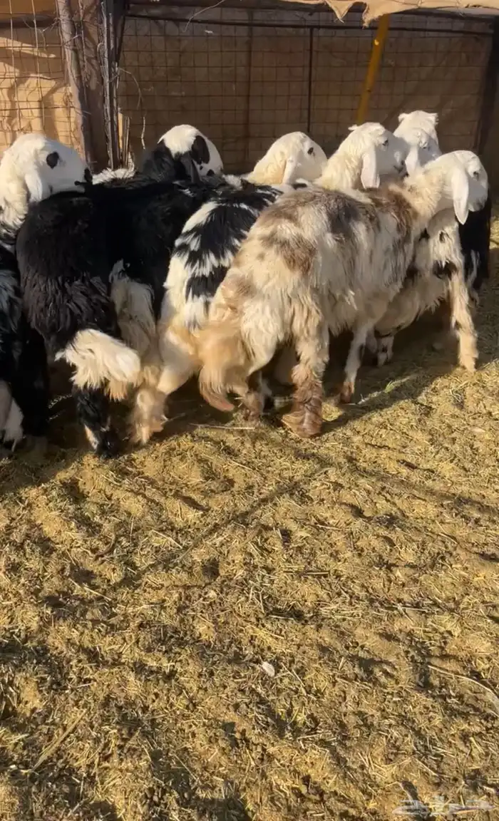 بهم طيب عمره 8 اشهر والبهم طيب ومرح نضيف 3