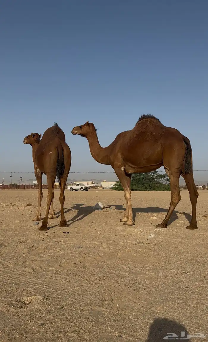 بكار سواحل لقحات حمر خوات بعض 0
