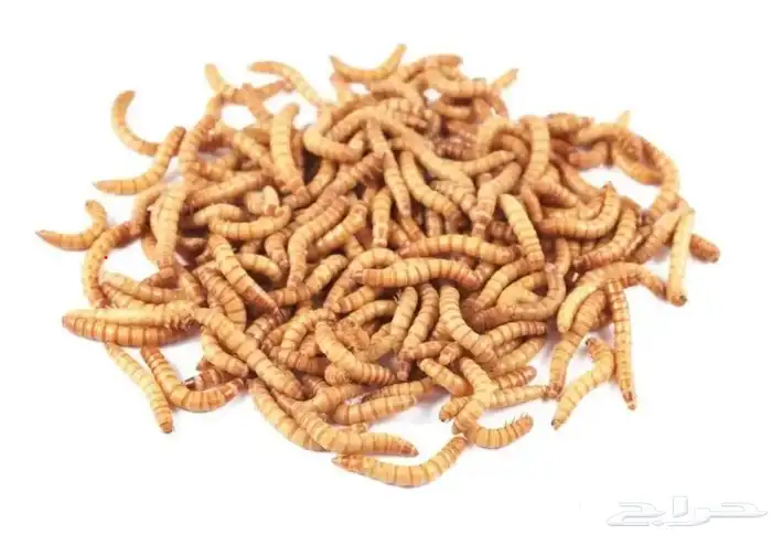 دود قبابي حي للبيع في القصيم Mealworms 0