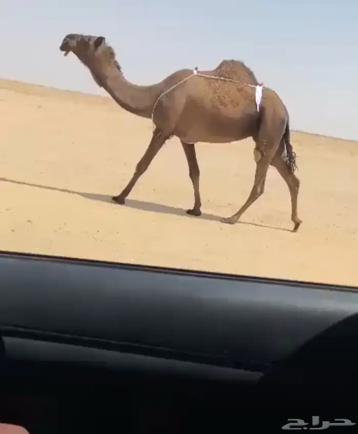 خفوت 0