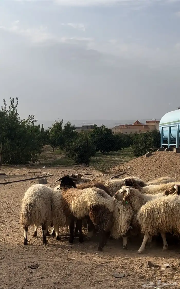 خرفان نعيم كرمات سمان فل الفل 2