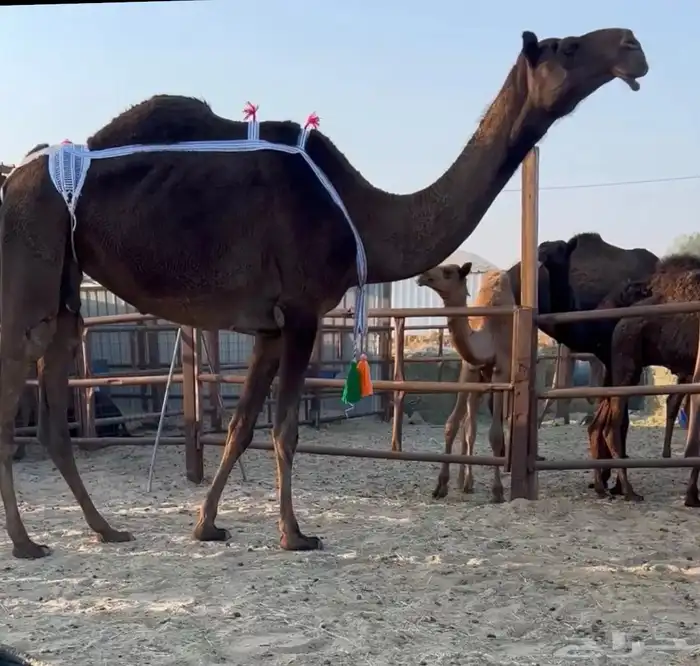 ضروبه مجهم نادره. 0