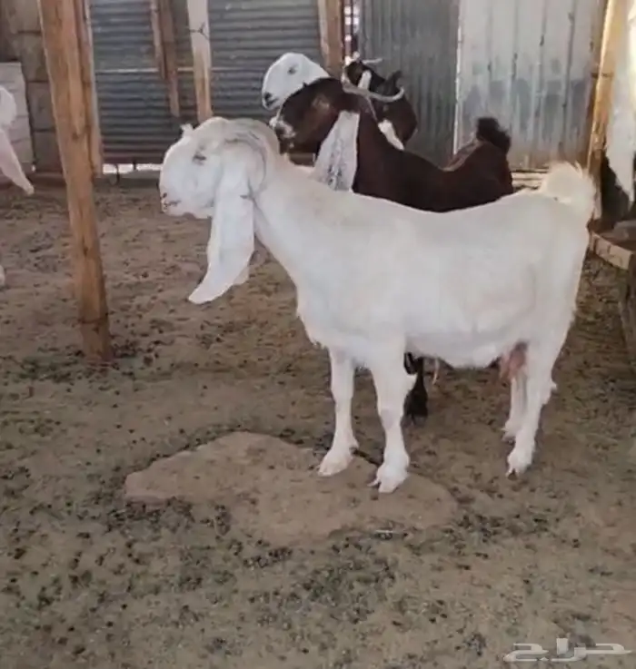 معزا دفيع ( مقاني طيبات ) 0
