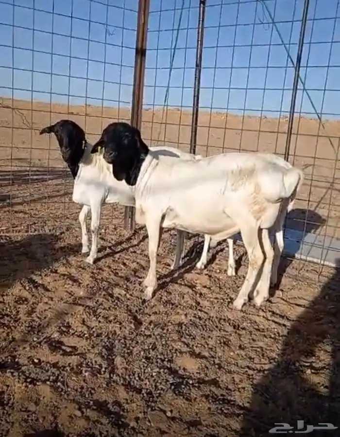 جذعان برابر 0