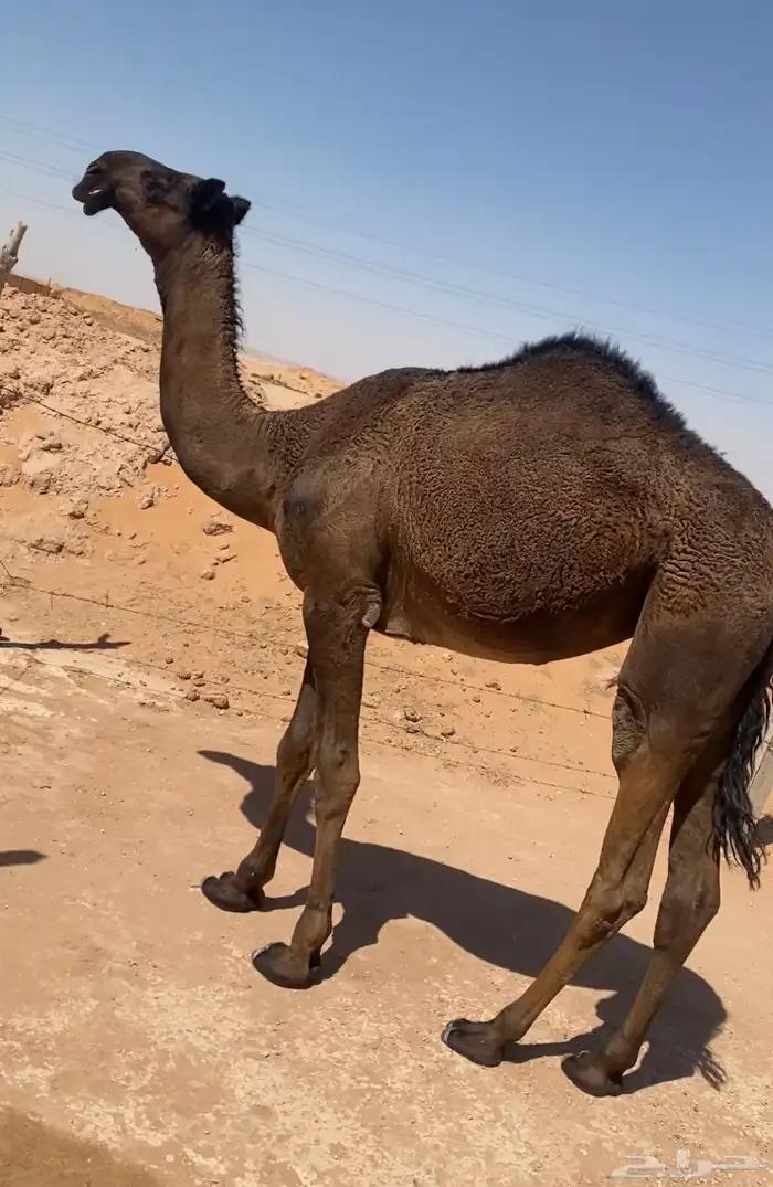 بكره مفروده سالمة العذاريب وعلى جميع الشروط الخرج الريحان 0