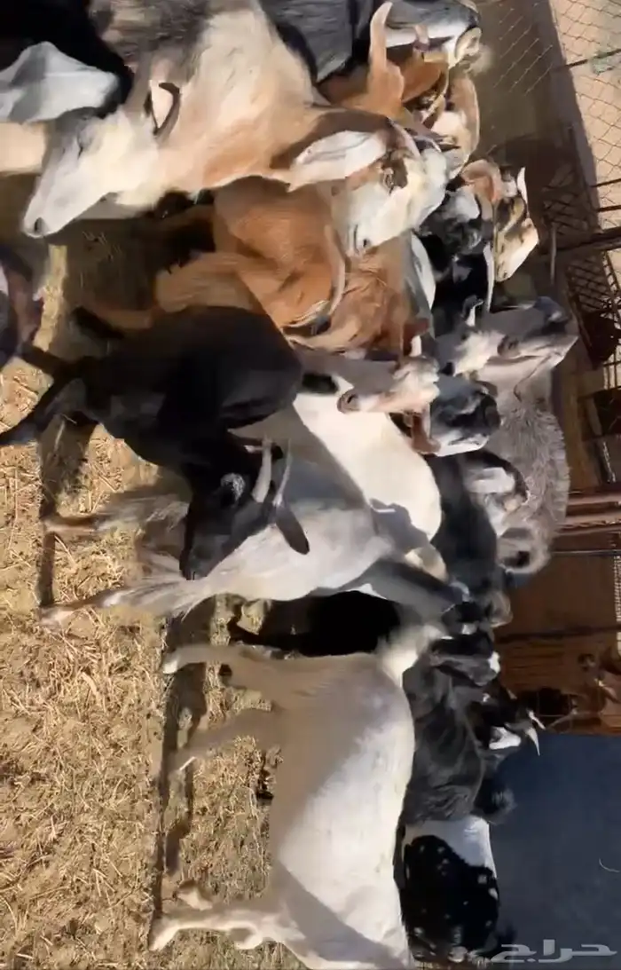 معزا 2