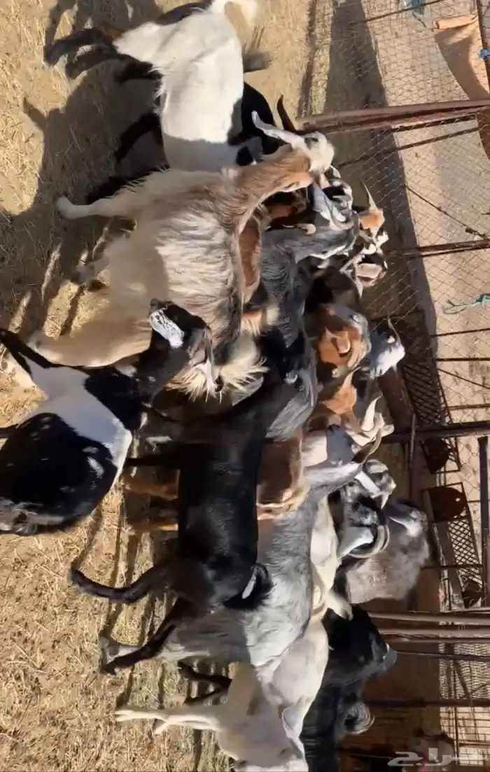 معزا 3
