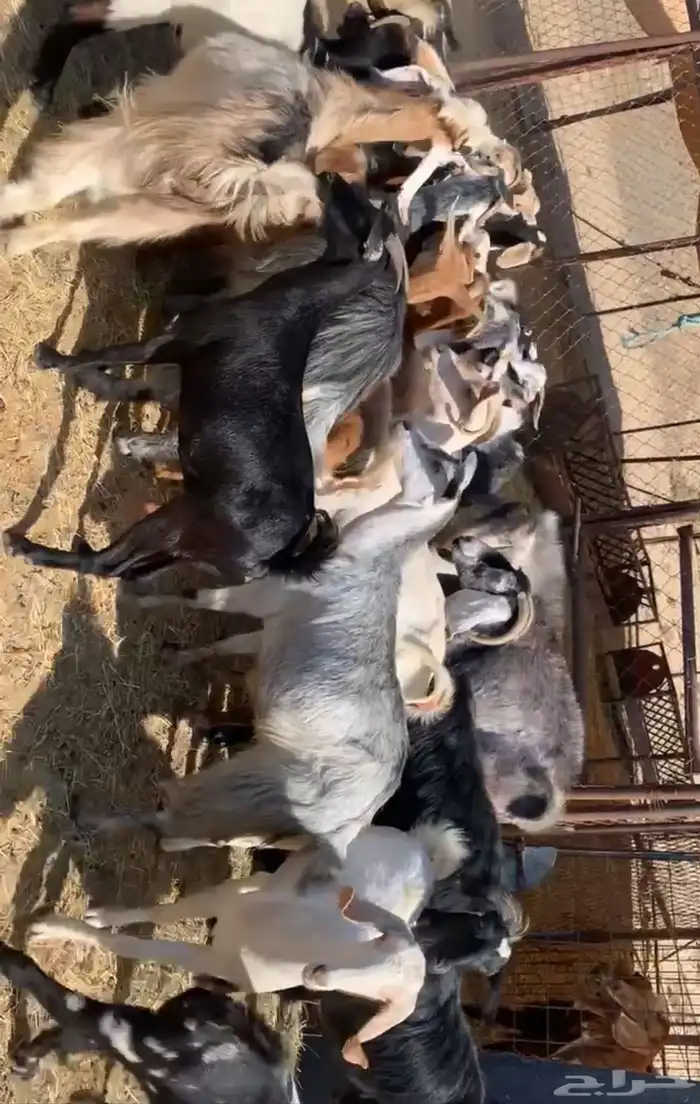 معزا 4