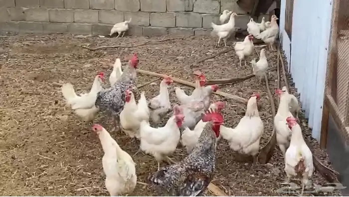 دجاج روك و سوساكس و ابيض 1