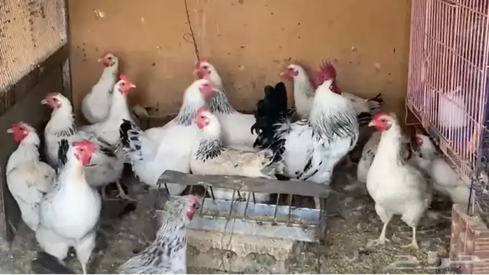 دجاج روك و سوساكس و ابيض 2