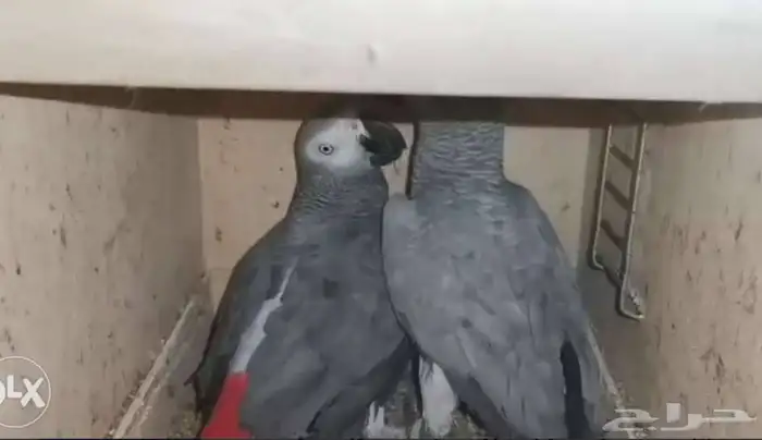 مطلوب عدد 3 اجواز كاسكو منتجة 0