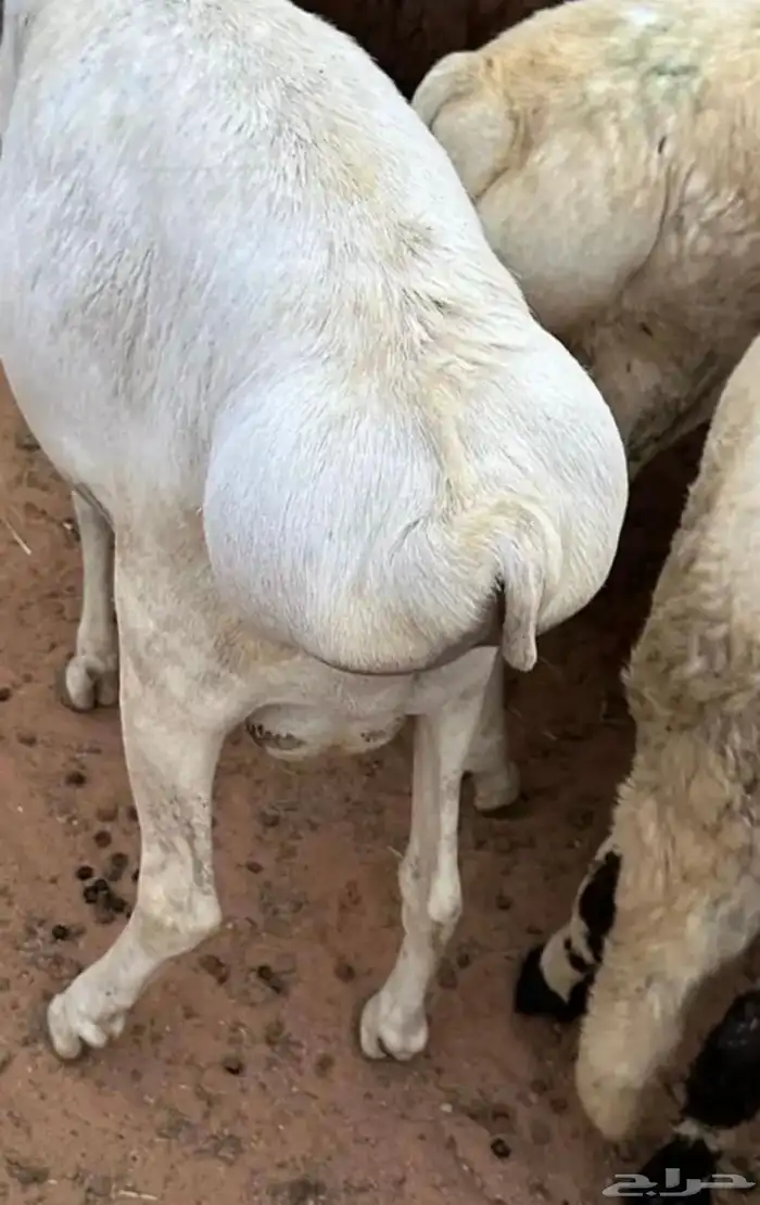 برابر جذعان طرف لحم وشحم 17