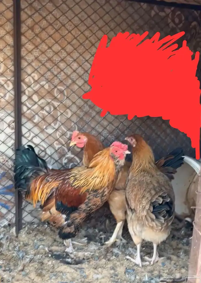 للبيع دجاجه وديكين شرط القريع 0