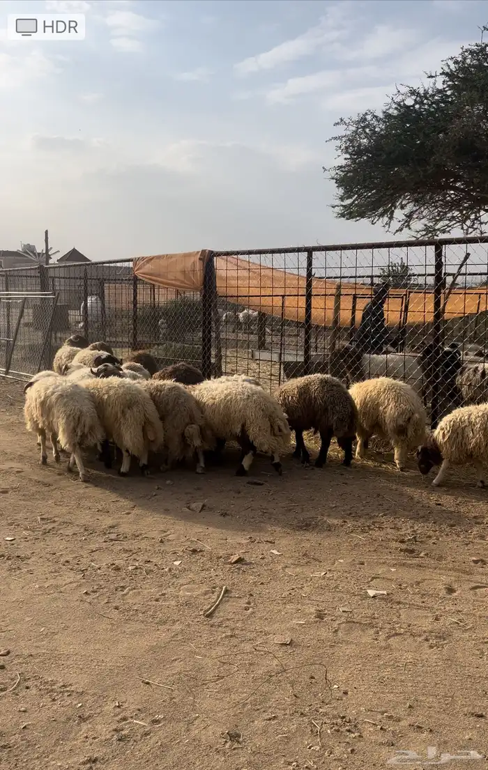 خرفان نعيم كرمات سمان فل الفل 1