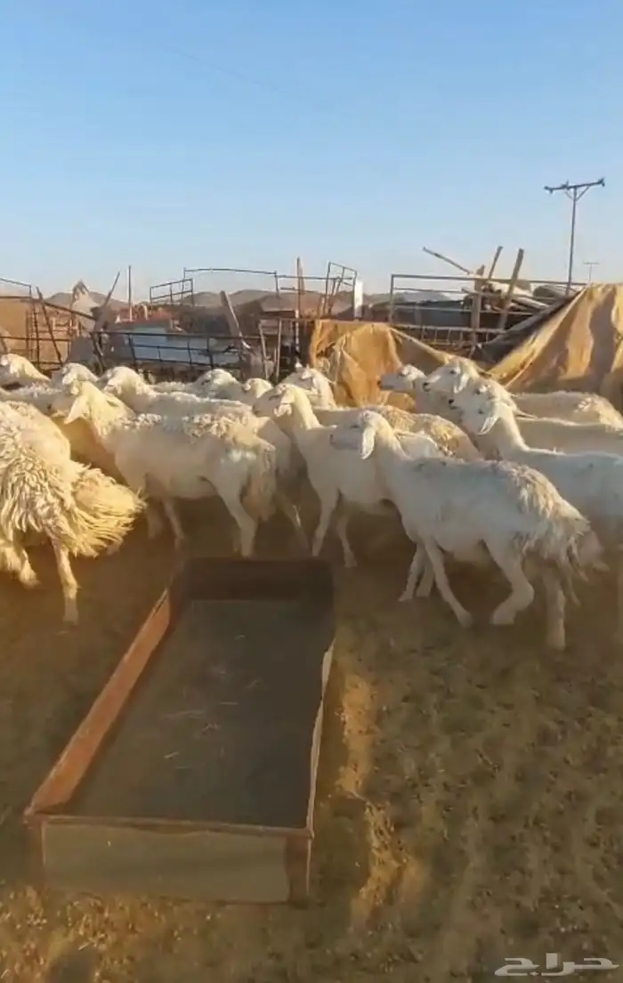 غنم حريات للبيع 3