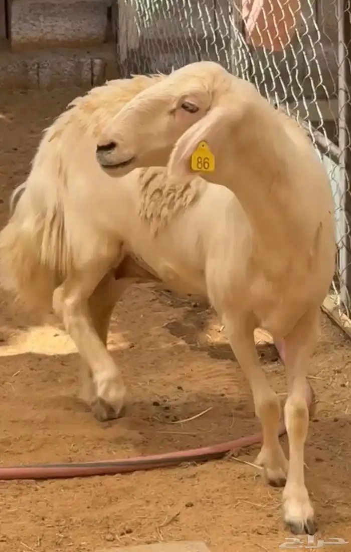 نعجة صفرا صنف 1