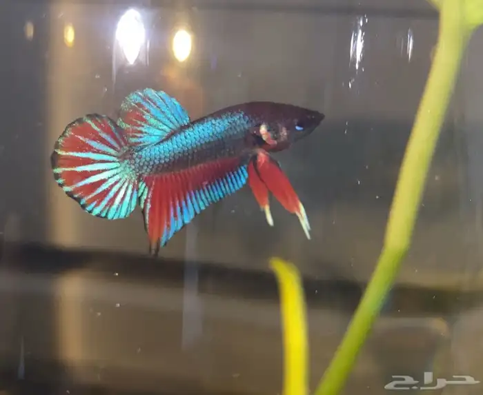 betta fish. دكور سمك بيتا (فايتر) 2