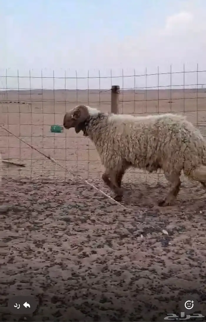 حروف نعيمي طيب صنف شرط الصحه والقريع 0