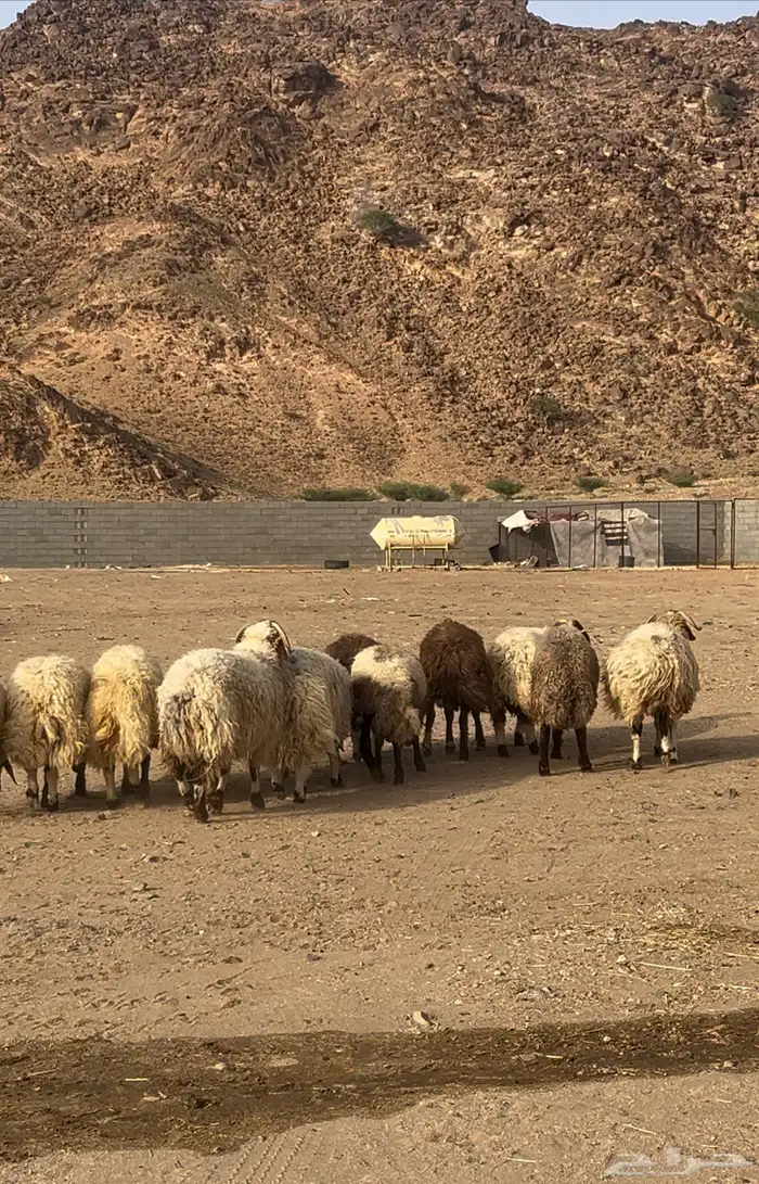خرفان نعيم كرمات سمان فل الفل 0