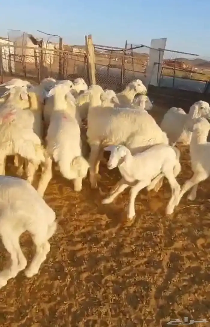 غنم حريات للبيع 4