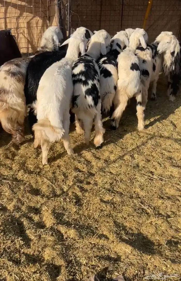 بهم طيب عمره 8 اشهر والبهم طيب ومرح نضيف 0