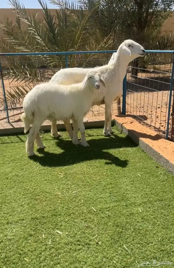 شاه حرية صنف فاخر معها خروف 0