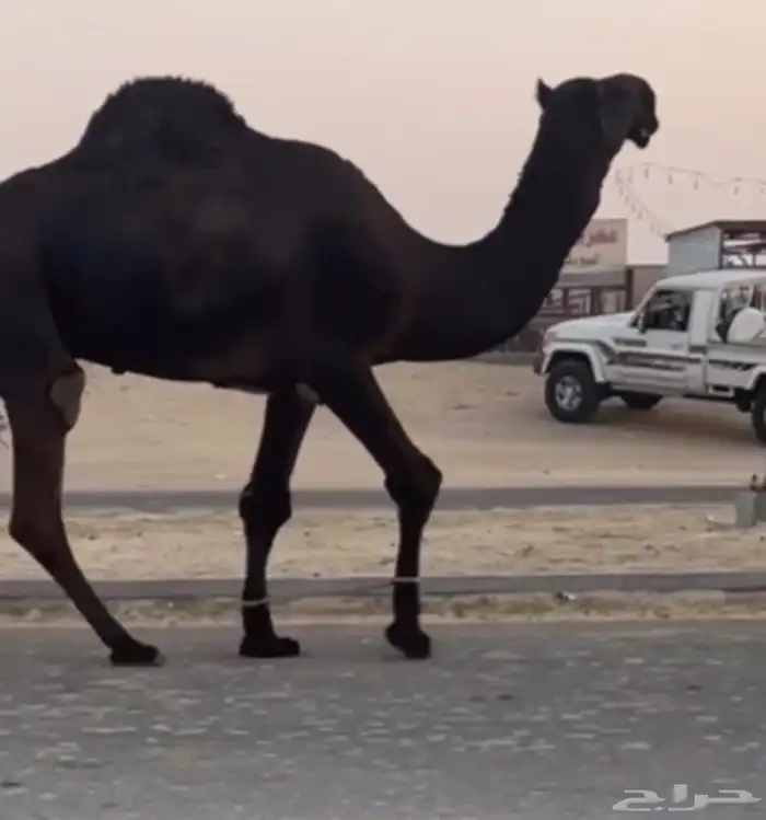 فحل ثني 0
