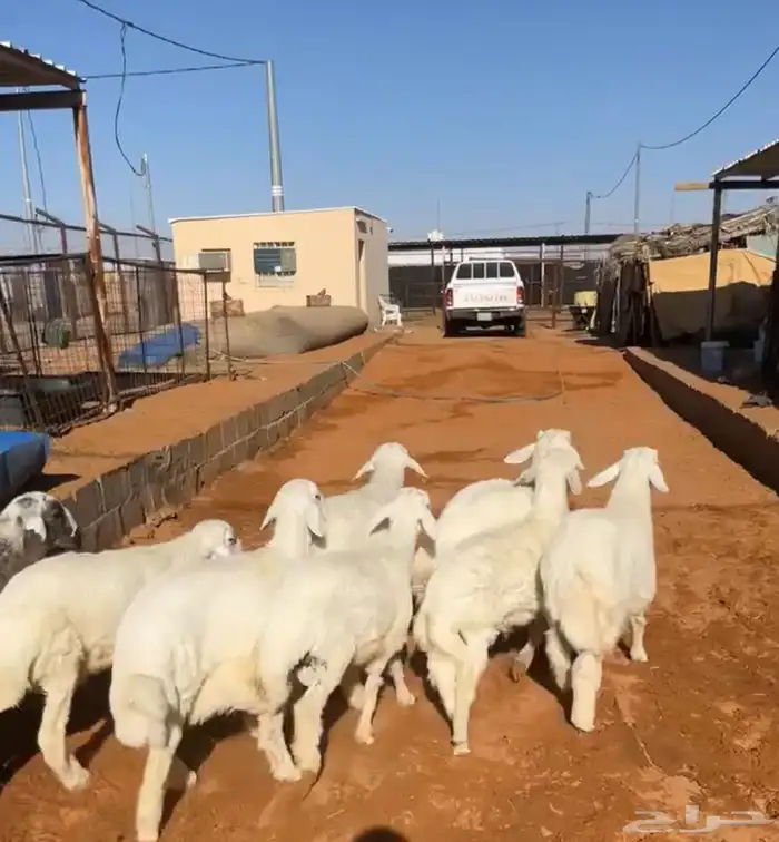 العدد 8 كلش خروف العمر 5 شهور 0