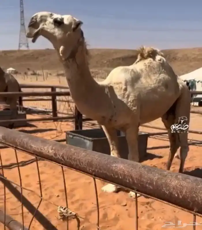 قعود فحل حق يلقي شهر 8 هجري 4