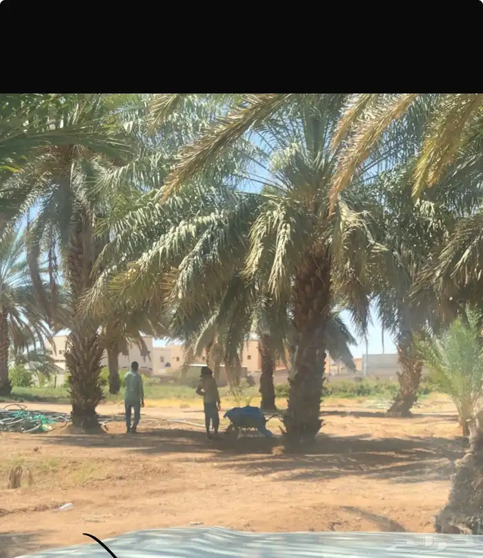 نخل مثمر 1