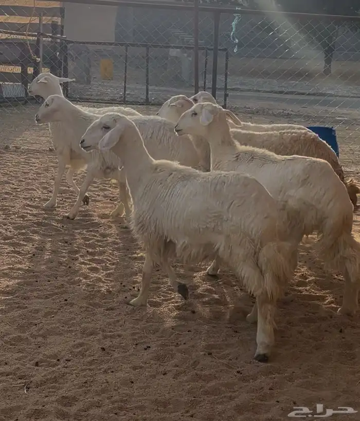 رخال مقنى 2