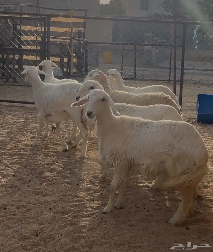رخال مقنى 3