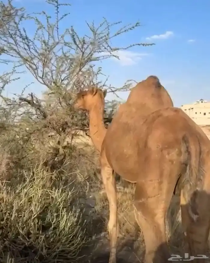 للبيع ناقه ساحليه لقحه 3