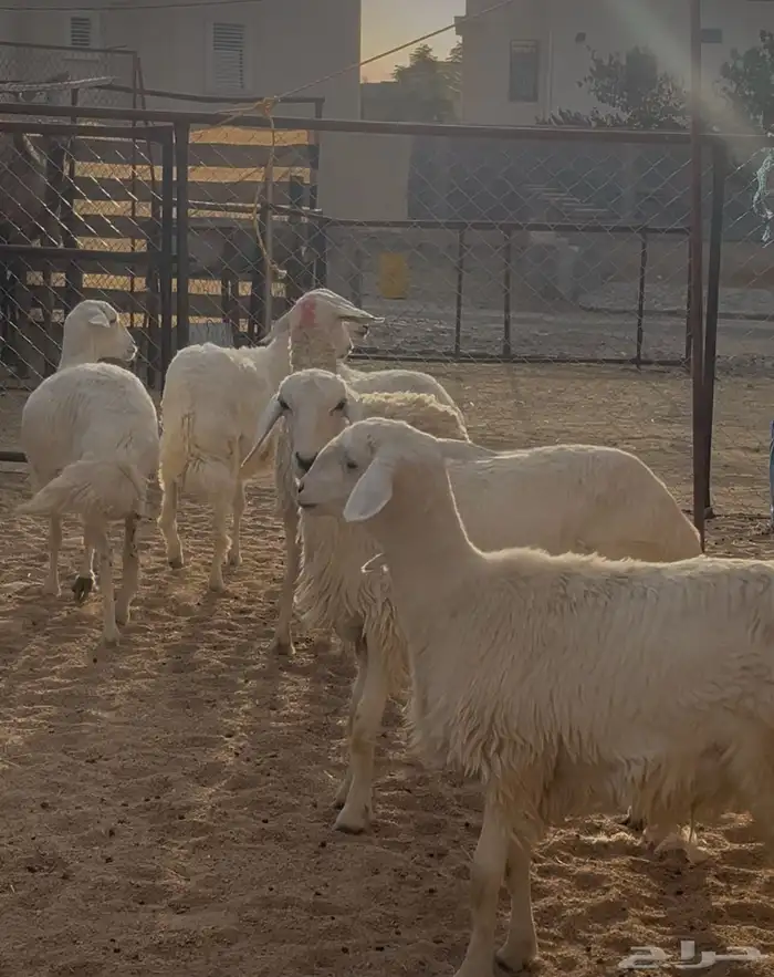 رخال مقنى 4
