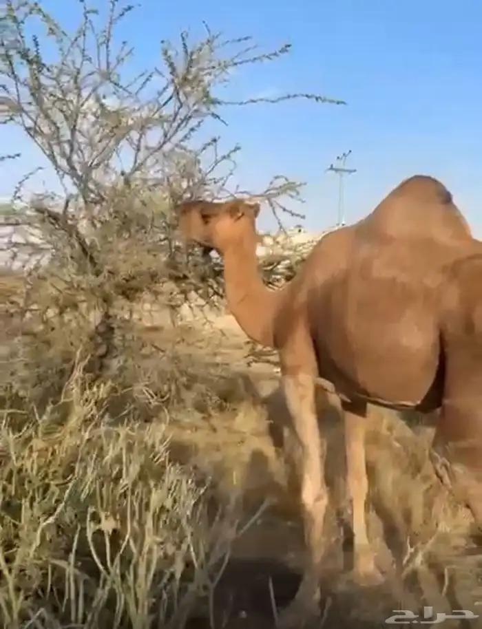 للبيع ناقه ساحليه لقحه 5