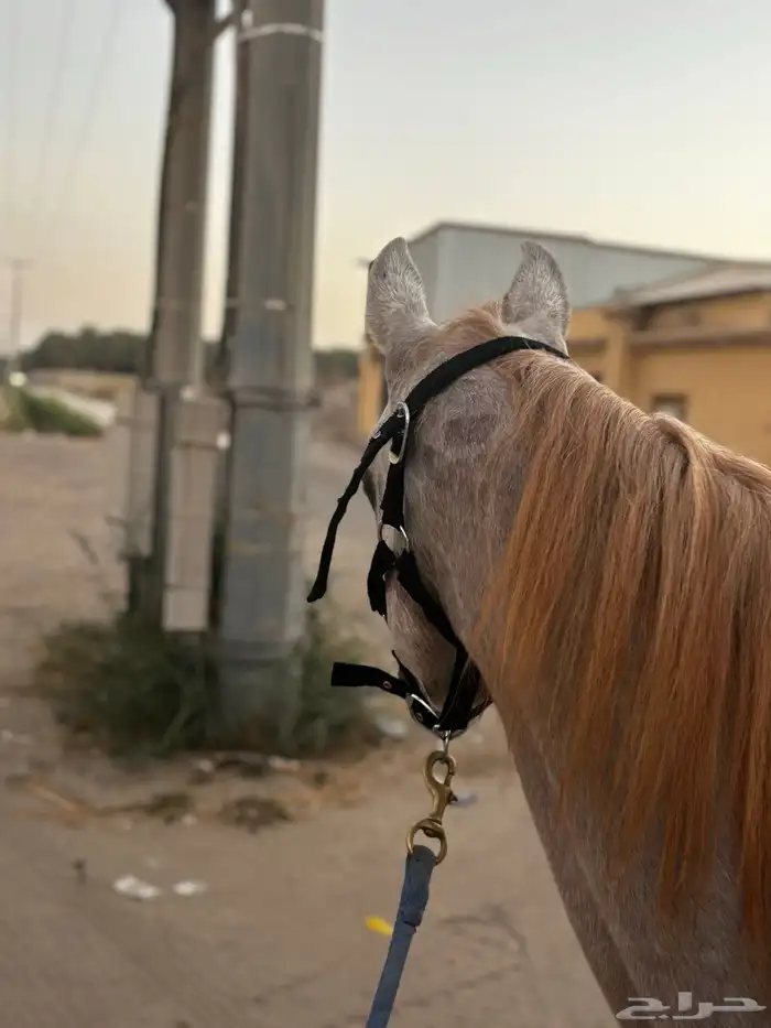 خيل 1