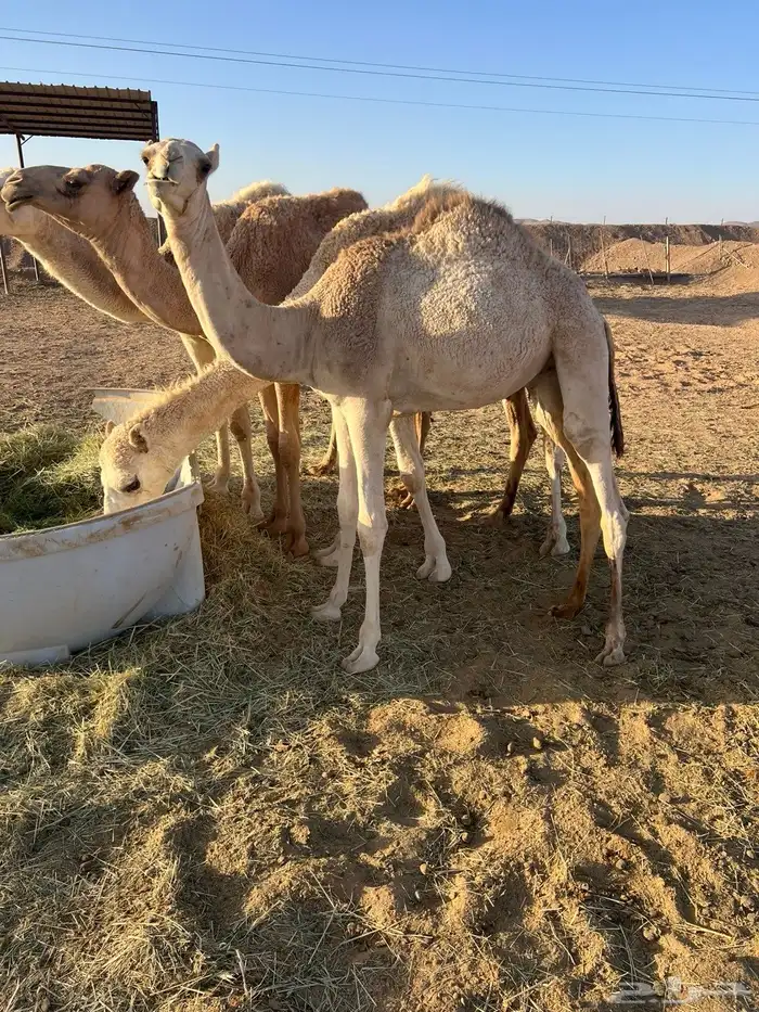 قعود هجن 0
