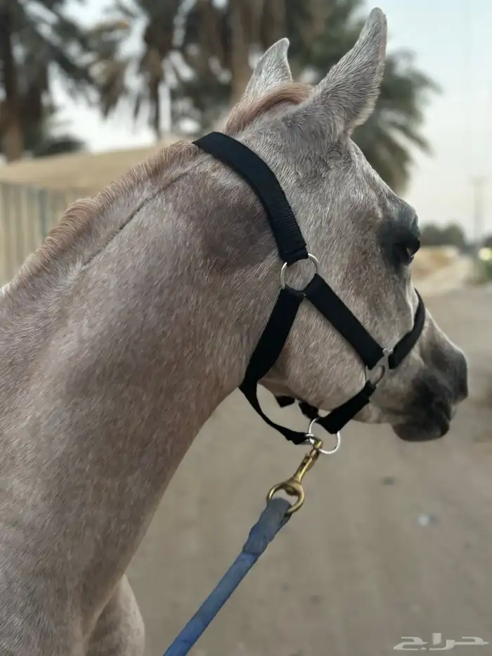 خيل 0