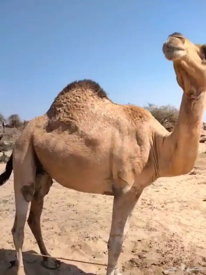 سبحان الله 0
