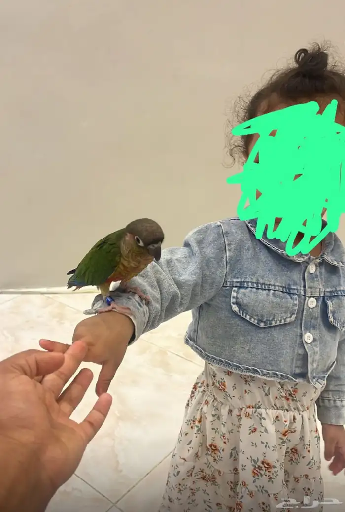 كنيور يلو سايد أليف 1