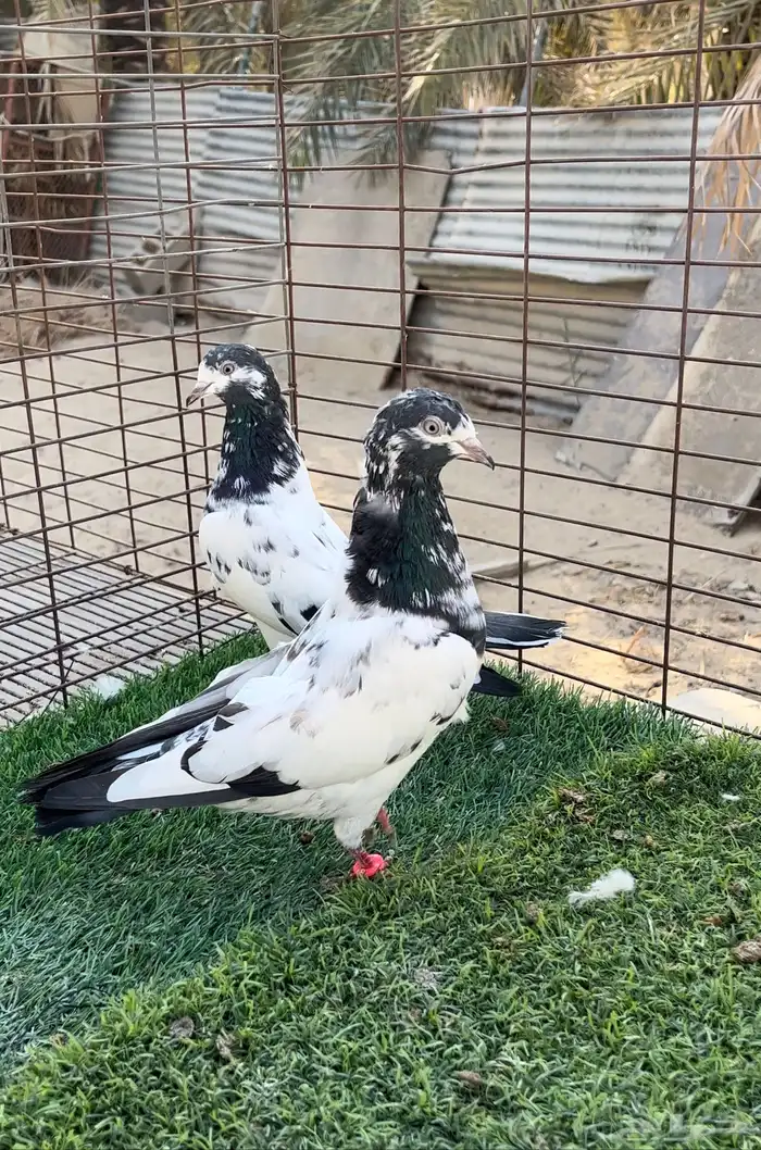 حمام بكستاني. 1