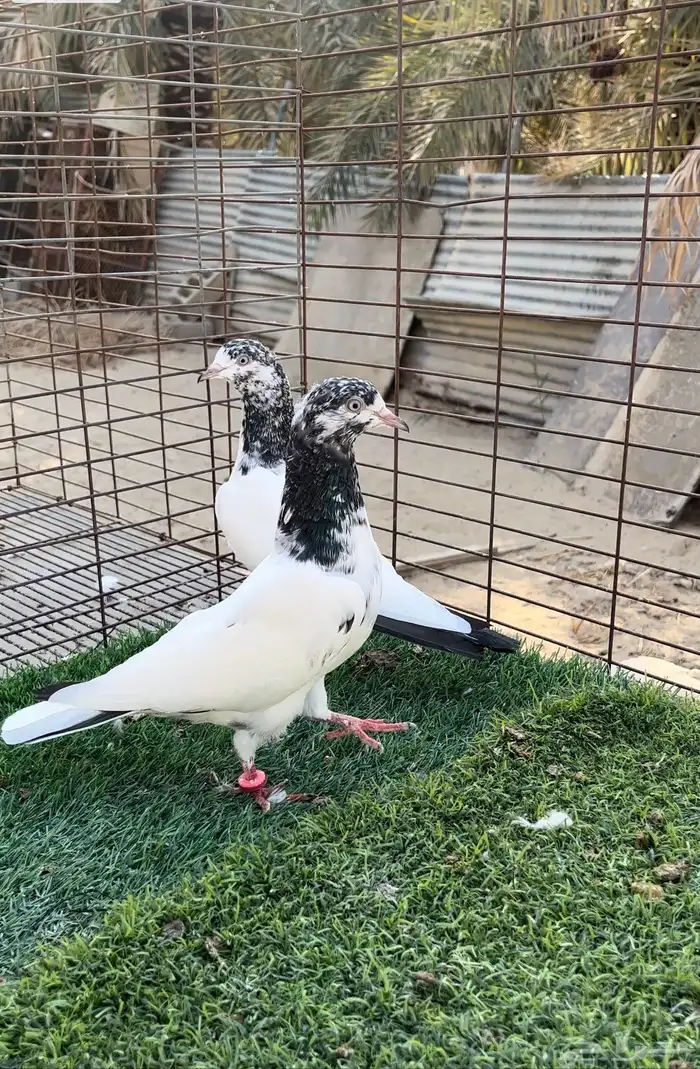 حمام بكستاني. 2