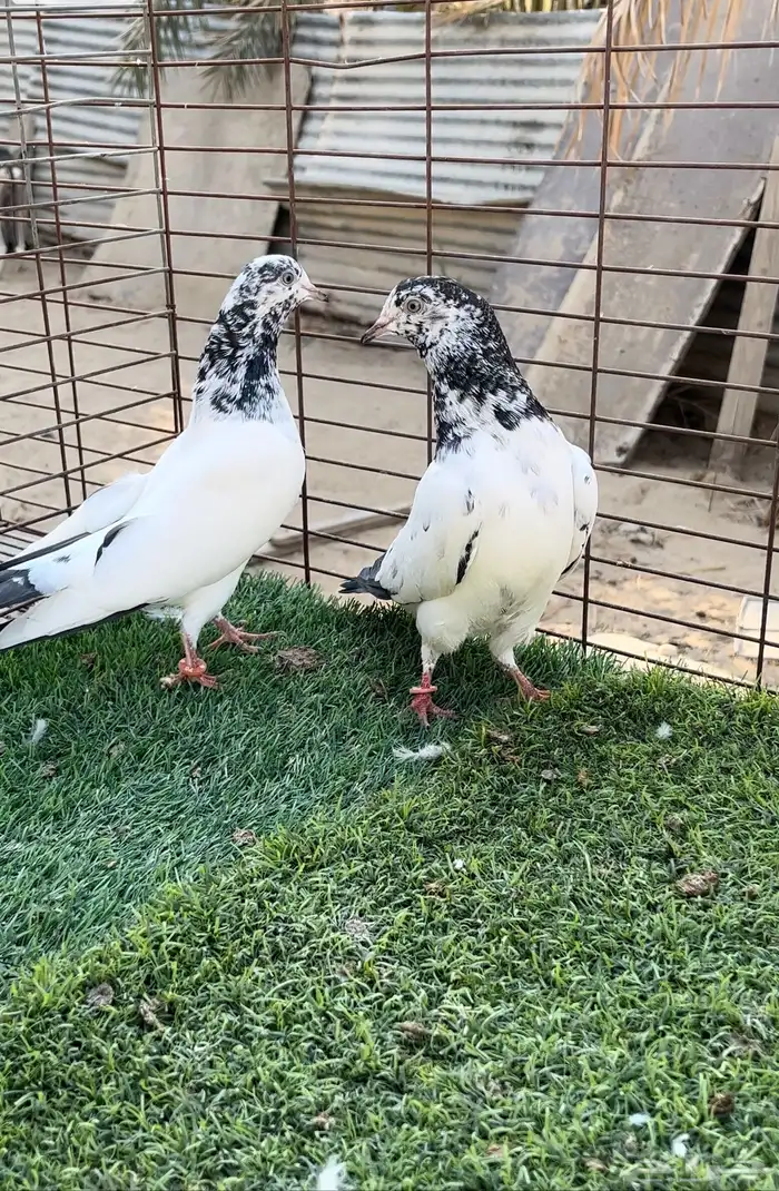 حمام بكستاني. 0