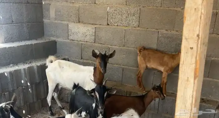 للبيع عنز تحتها اثنين تيوس 0
