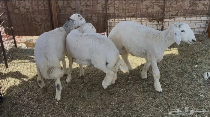 للبيع خرفان حريه سمان ونظاف 0