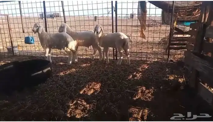 للبيع بهم تربيه (طليان) 0