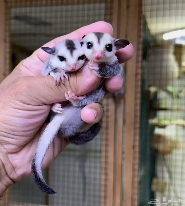 السنجاب الطائر وايت فيس 0