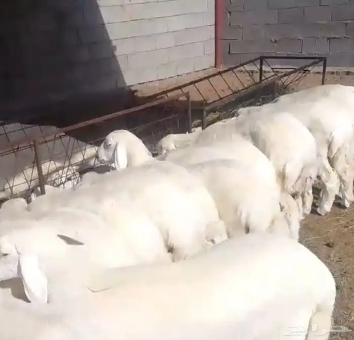 رحال تصلح مقنا لتكوين مراح طيب 0