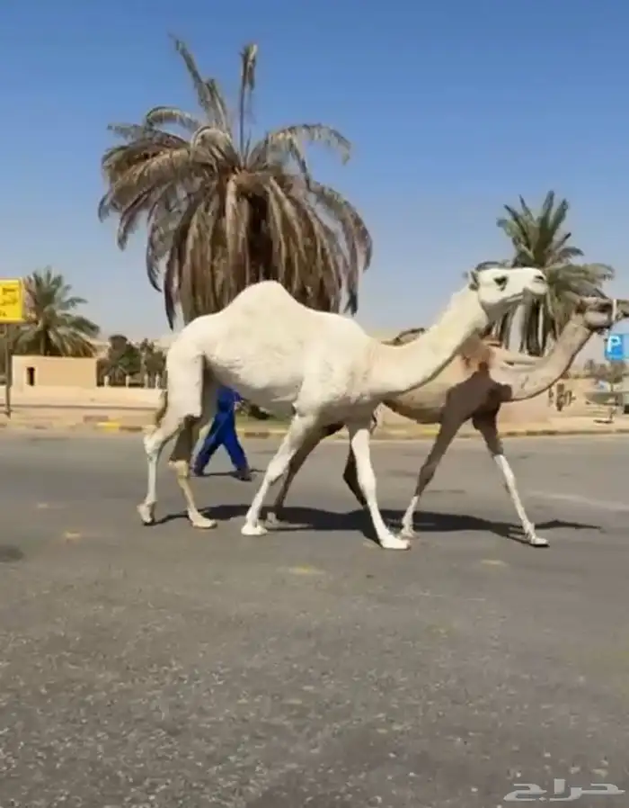 ناقة طيبة 0