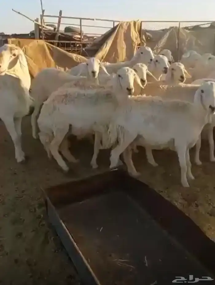 غنم حريات للبيع 7